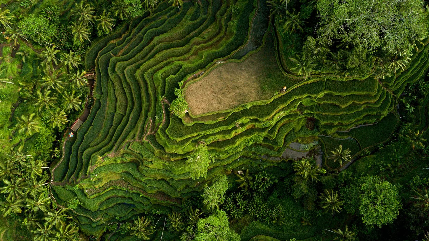 Rice terraces near Ubud