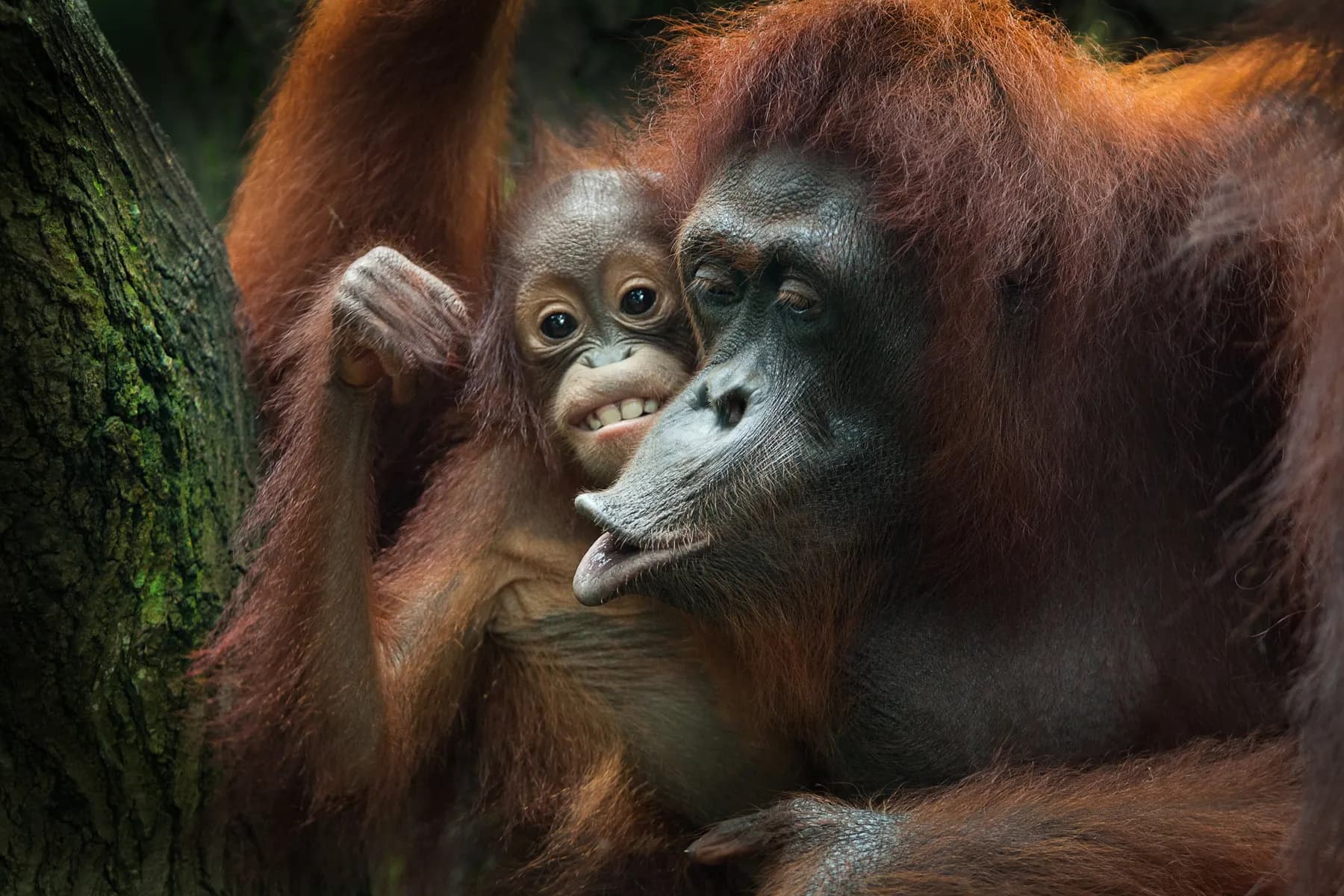 Orangutan mother and baby in Borneo