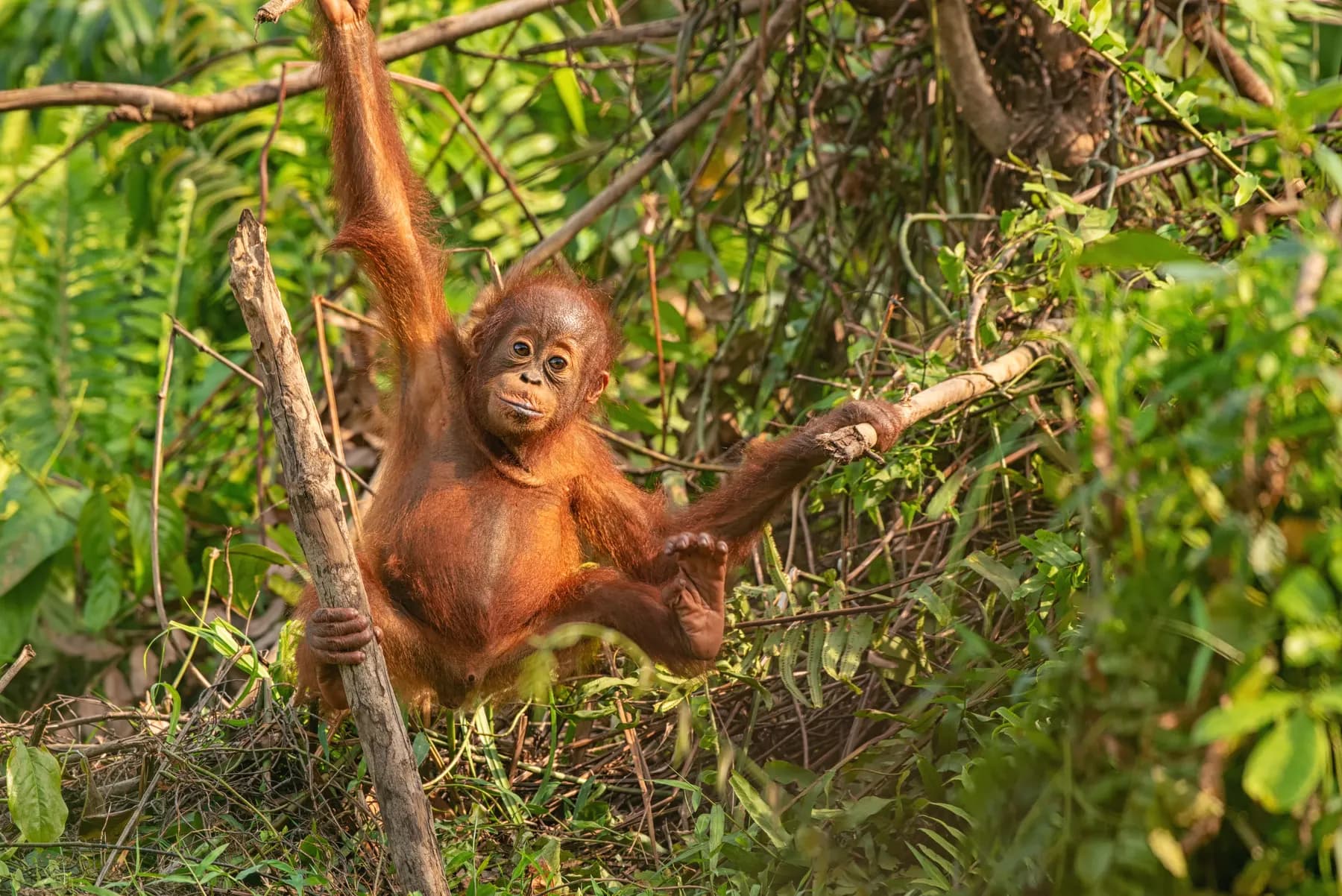 Young orangutan climbing