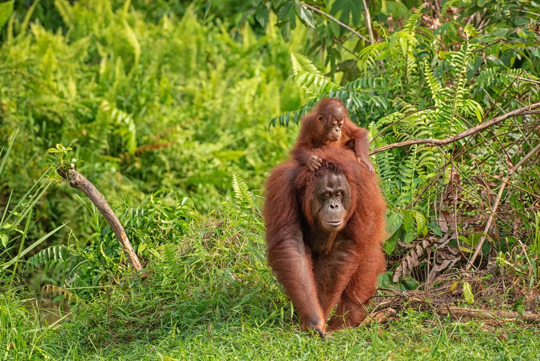 Orangutan in the forest, Tanjung Puting
