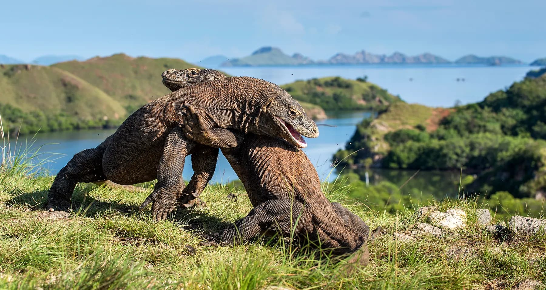 Komodo dragons