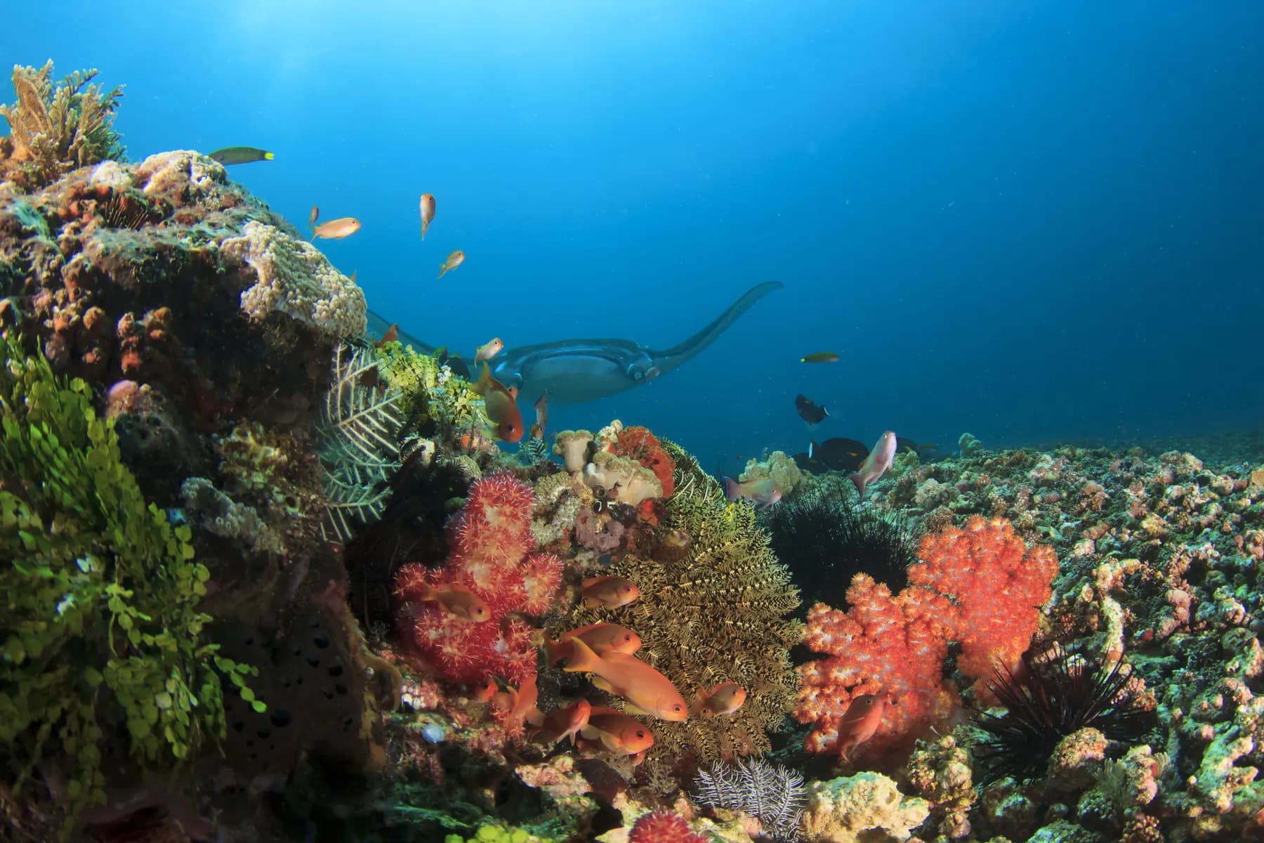 Manta ray over coral