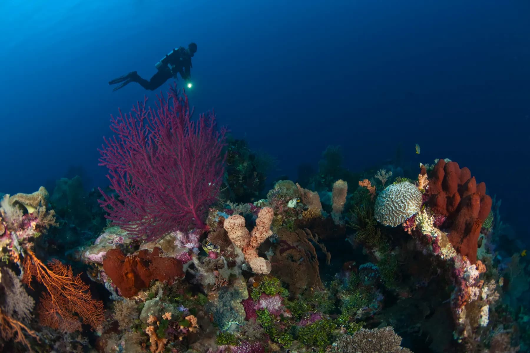 Diver over a coral reef