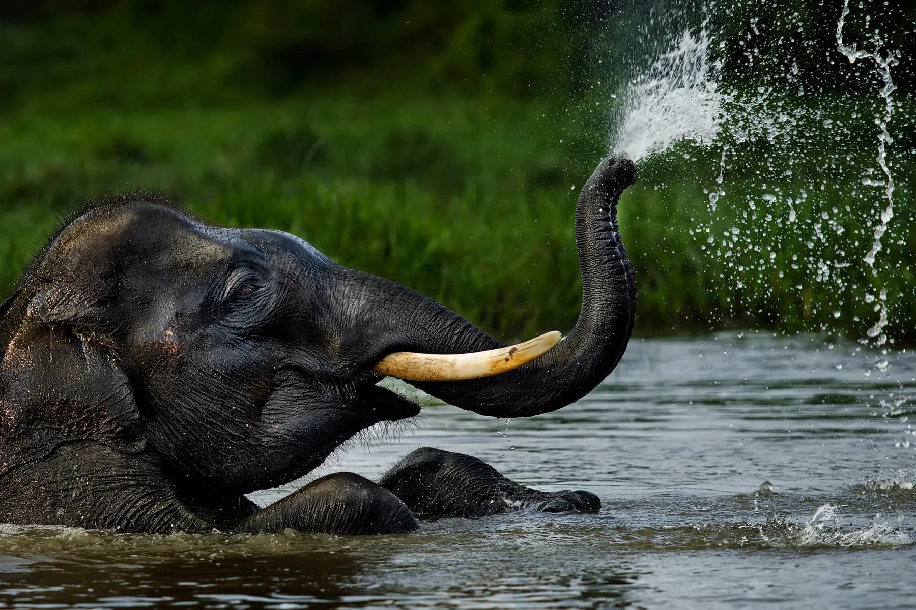 Elephant splashing water