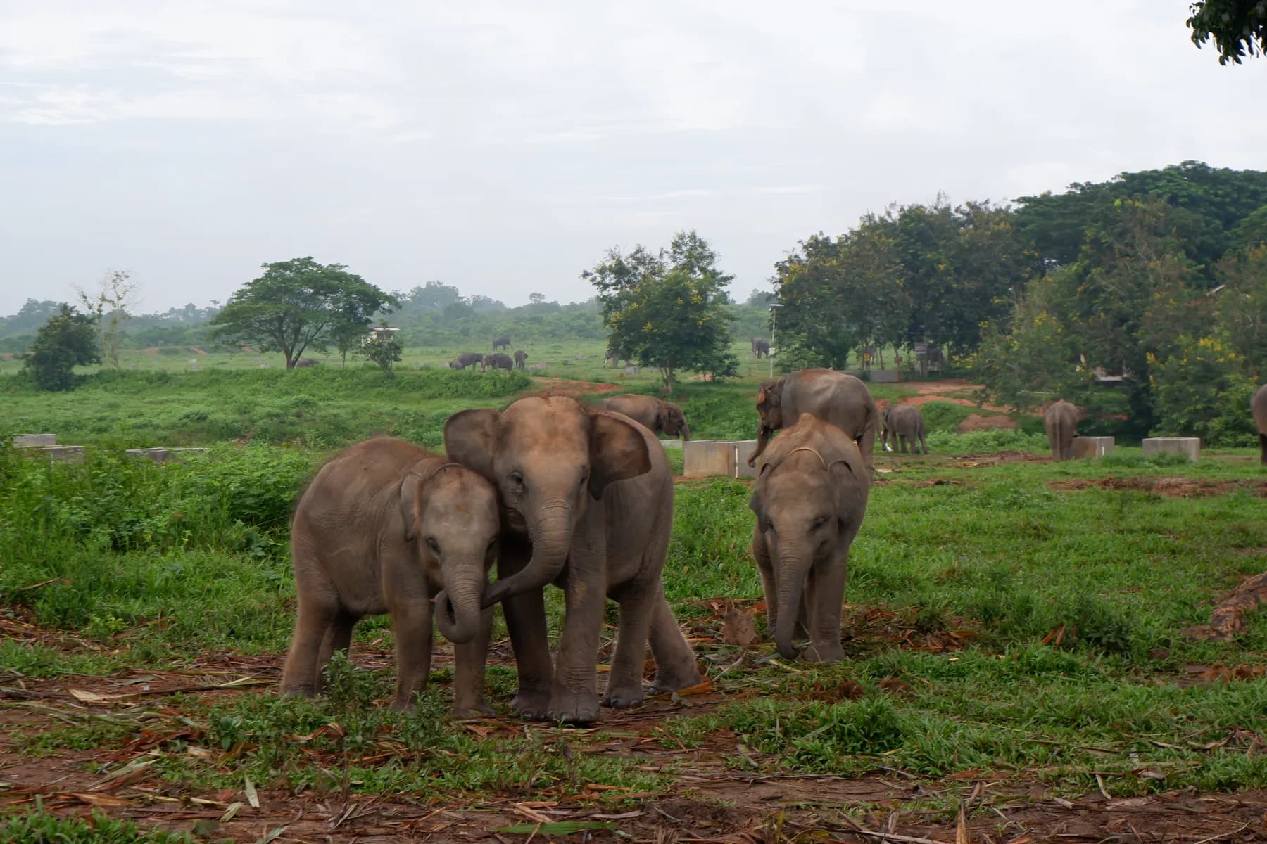 Elephants in Way Kambas