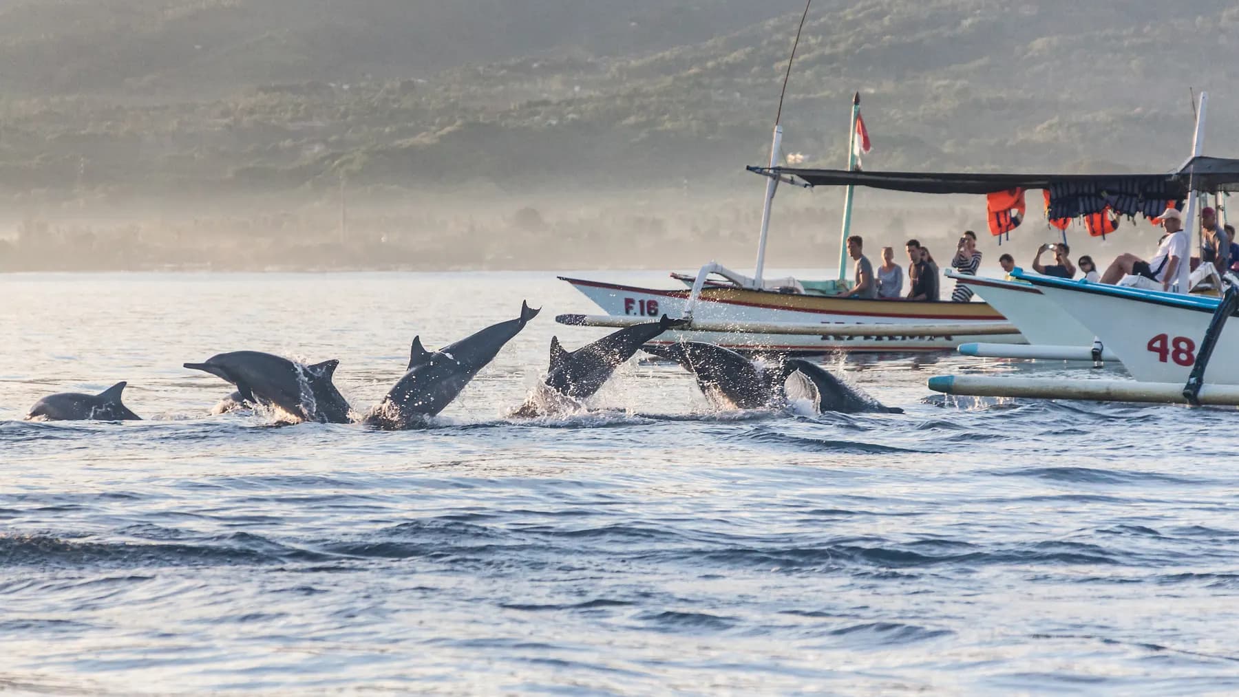 Dolphins at dawn off the Bali coast