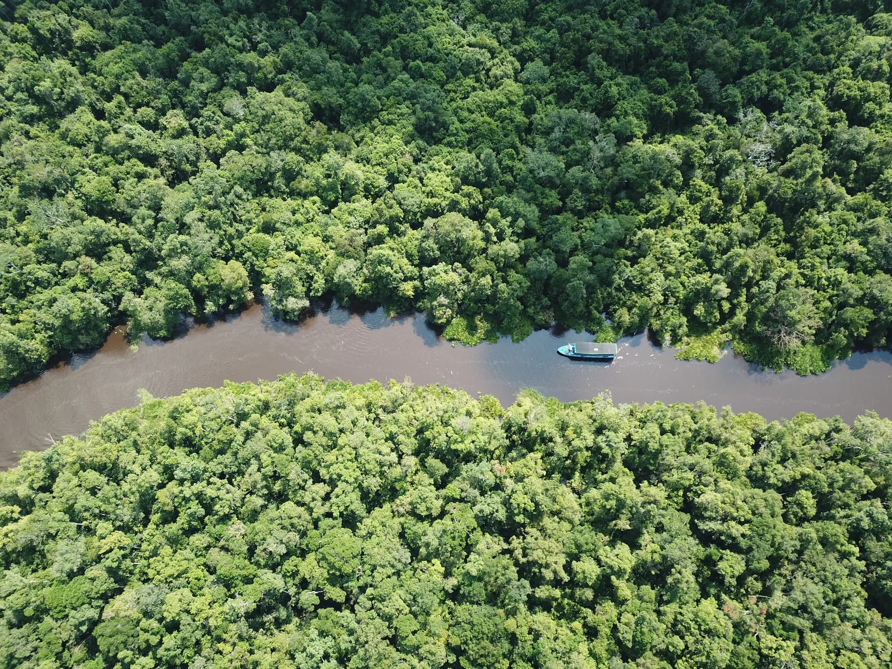 Aerial view of the river through the forest