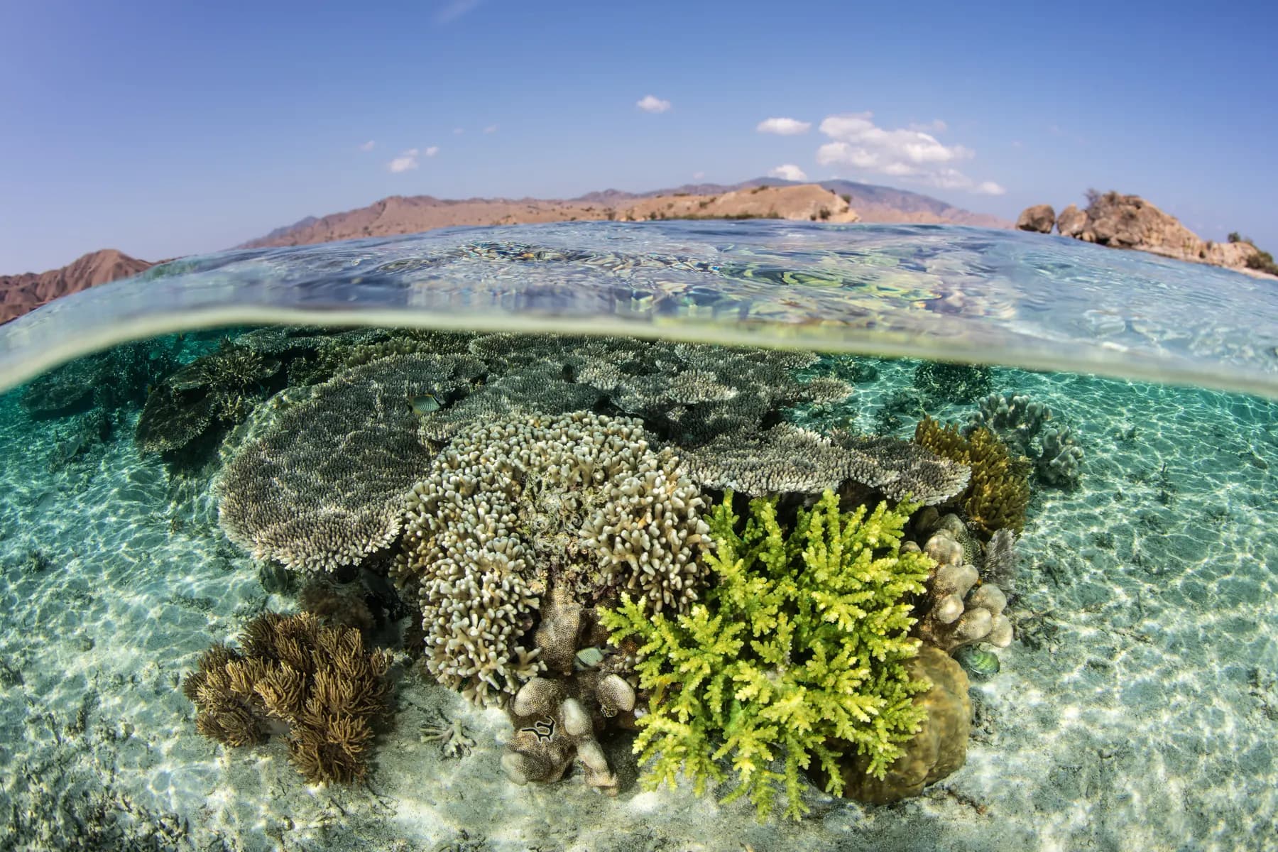 Coral reef split view