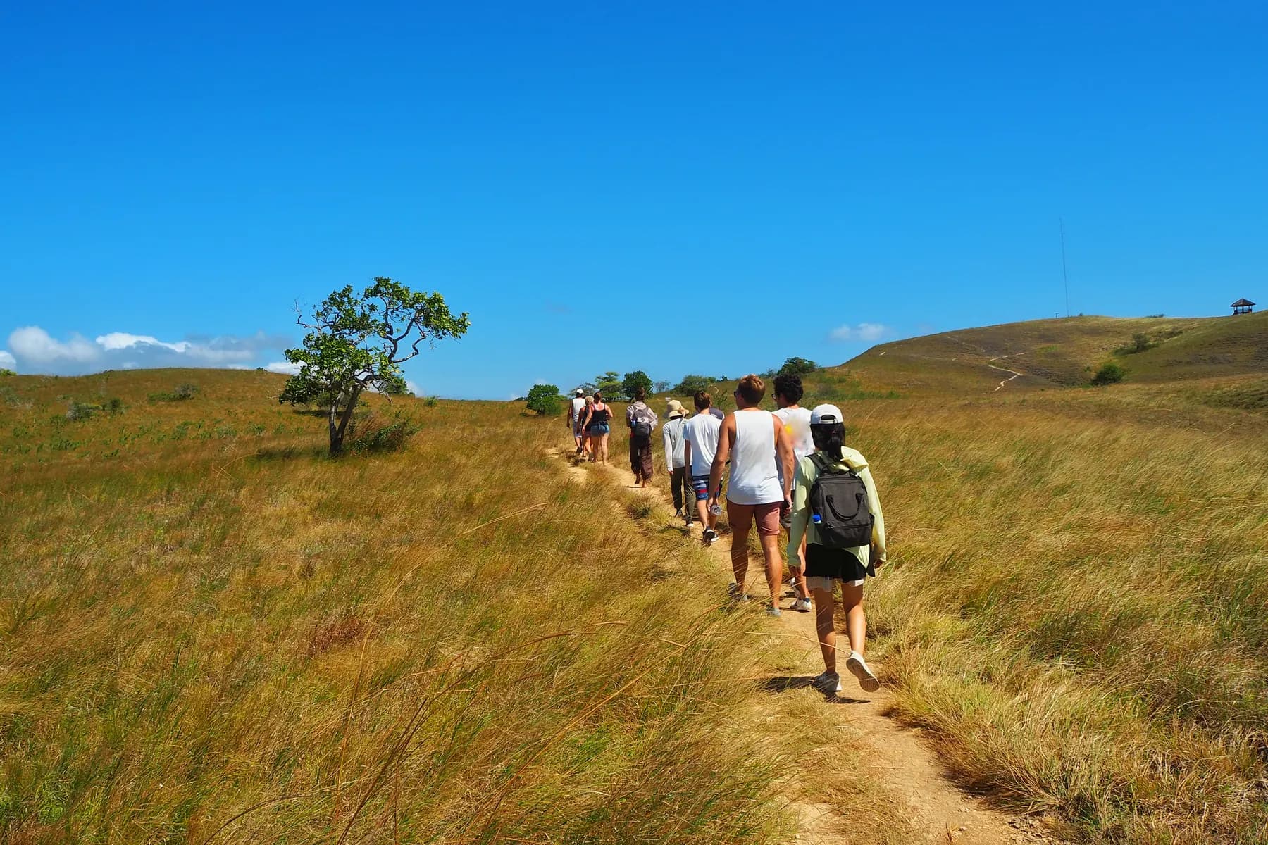 Trekking across savanna in Flores